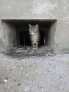 Кошки.