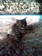 Котенок. Под заказ