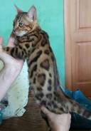 Бенгальская кошка. Под заказ