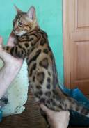Бенгальская кошка.