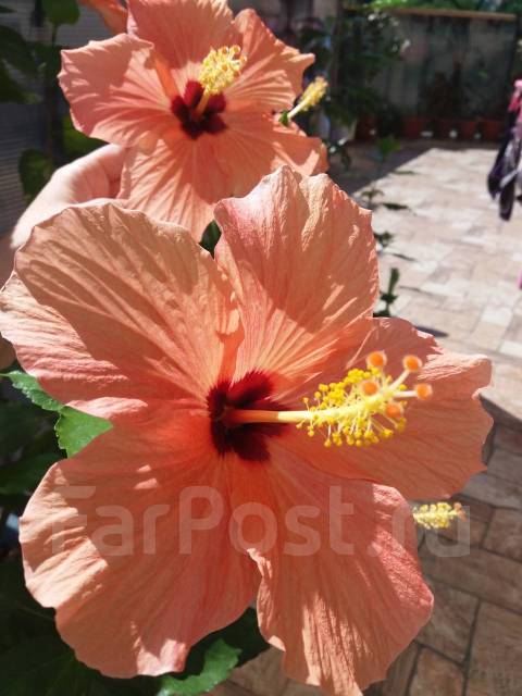  Hibiscus rosa-sinensis Bangkok 