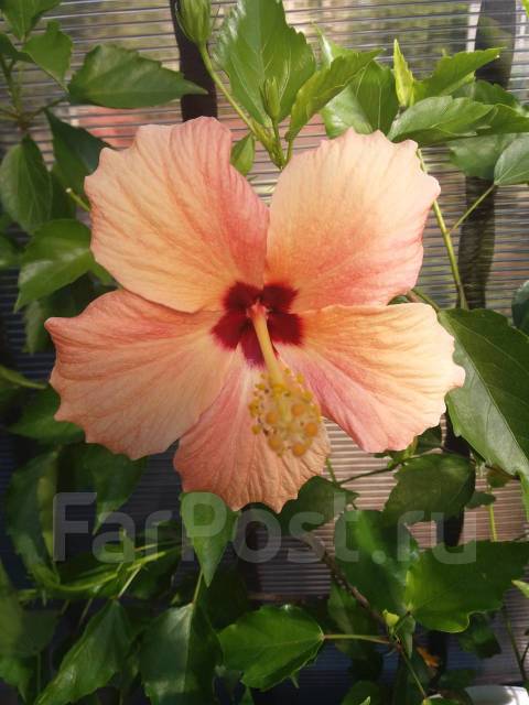  Hibiscus rosa-sinensis Bangkok 