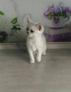 Британская кошка.