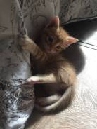 Милые котята в добрые руки