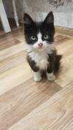 Милая кошечка ищет дом