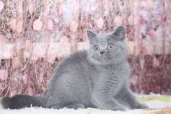 Британская кошка.