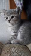 Шотландская прямоухая кошка.