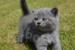 Шотландская прямоухая кошка.