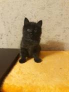 Котёнок