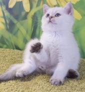 Британская кошка.
