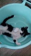 Отдам кота