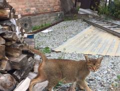 Абиссинская кошка.