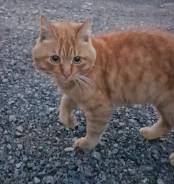 Кот