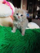 Котик (персик) в добрые руки. отдаём, причина аллергия (