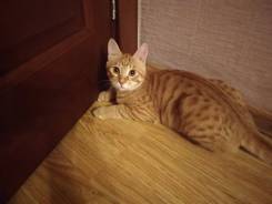 Кошки.