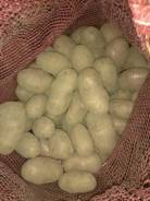 Картофель. Под заказ