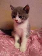 Шотландская прямоухая кошка.