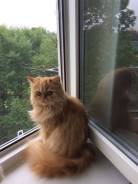 Персидская кошка.