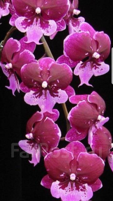 Sariq bilan anal fotosurat