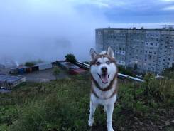 Сибирский хаски.