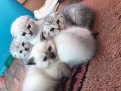 Шотландская кошка.