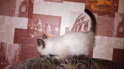 Тайская кошка.