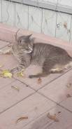 Кошки.