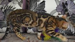 Бенгальская кошка.