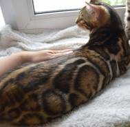Бенгальская кошка.