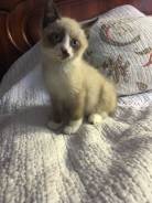 Отдаем котят в добрые руки!