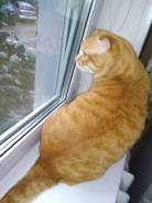 Кошки.