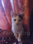 Прелестный котенок
