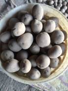 Картофель.