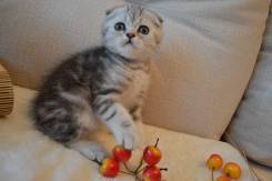 Шотландская вислоухая кошка.
