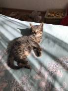 Отдам в добрые руки котёнка