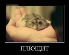 Хомяки.