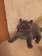 Британская кошка.