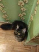 Мейн-кун.