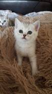 Шотландская прямоухая кошка.