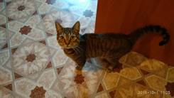 Отдам кота