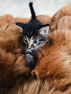 Котята шикарные полосатые