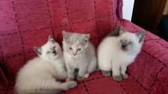 Британская кошка.