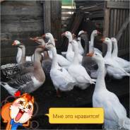 Гуси.