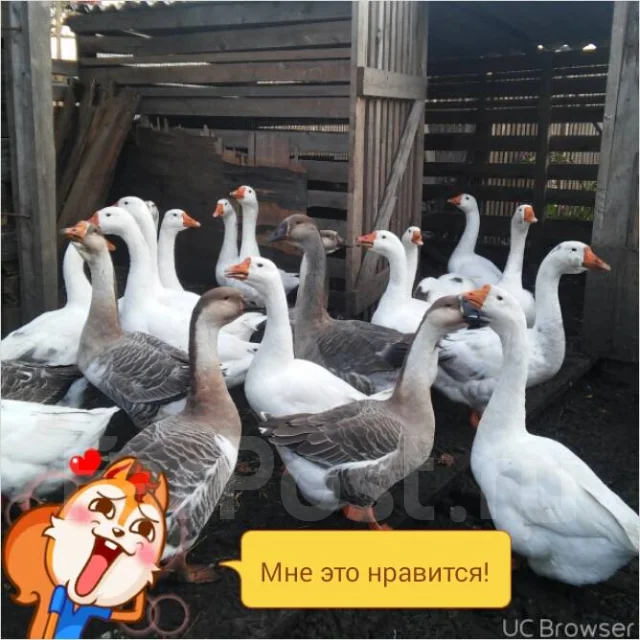 ����. ����