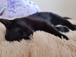 Кошки.