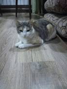 Кошки.
