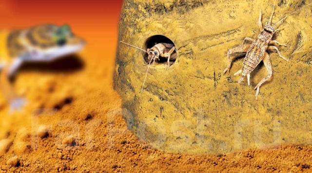 Kormushka Kamen S Dozatorom Exo Terra Reptile Cricket Feeder Art