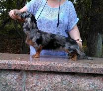 Такса.