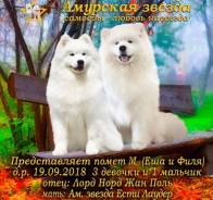 Самоедская собака. Под заказ