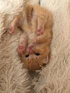 Шотландская кошка.